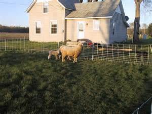 sheep in yard